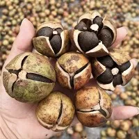 Semi di camelia selvatica